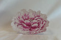 Pink Peony Acrylic